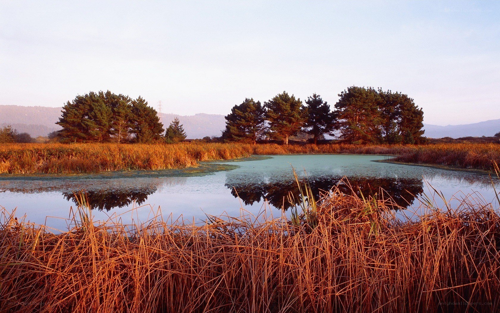 Pond with reeds and trees