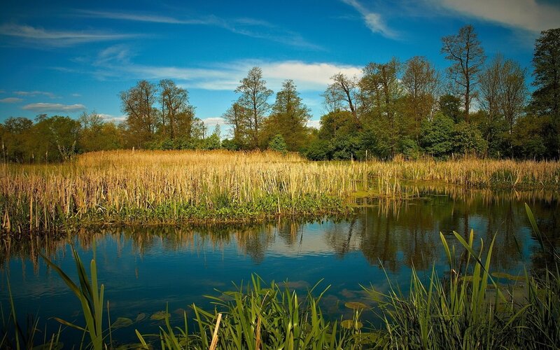 Pond with Reeds and Trees — Afternoon