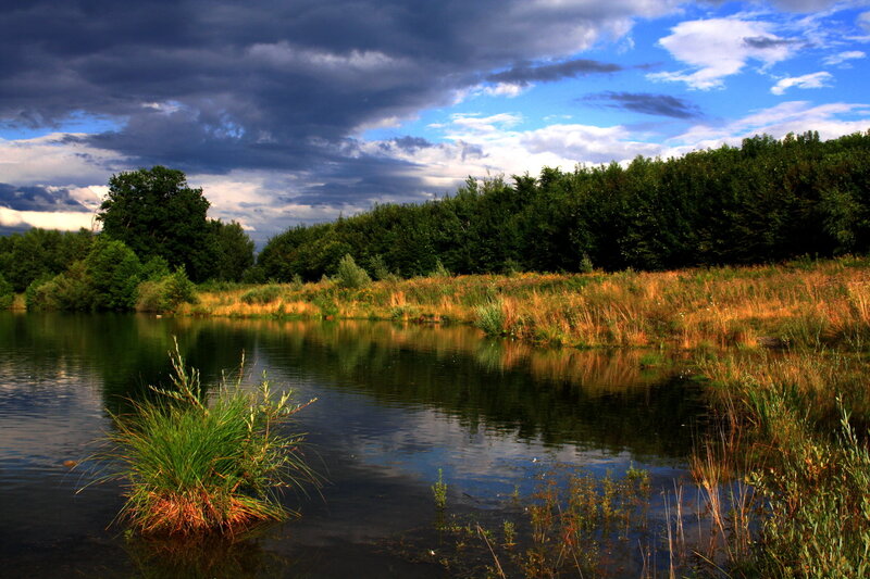 Pond with Reeds and Trees — Blue, Dramatic, Afternoon