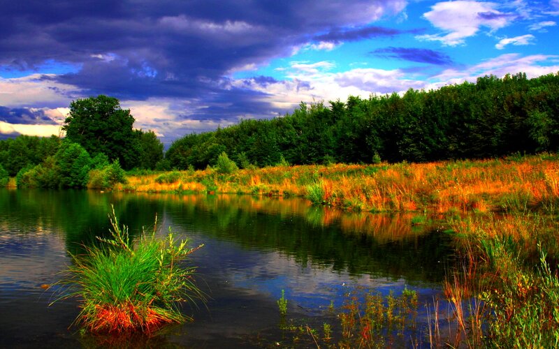 Pond with Reeds and Trees — Blue, Dramatic