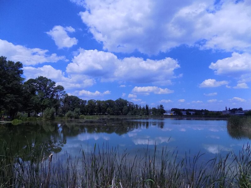 Pond with Reeds and Trees — Blue, Serene, Afternoon, Photograph, Clouds