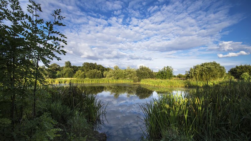 Pond with Reeds and Trees — Blue, Serene, Afternoon, Photograph, Sky