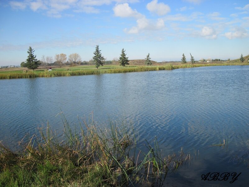 Pond with Reeds and Trees — Blue, Serene, Afternoon