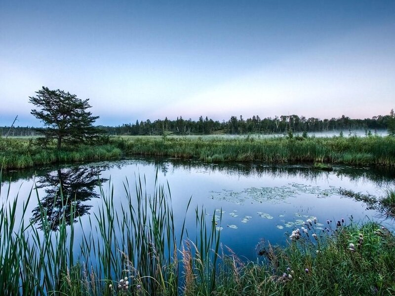 Pond with Reeds and Trees — Blue