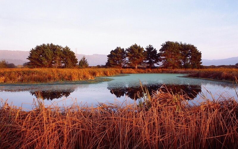 Pond with Reeds and Trees — Brown, Serene
