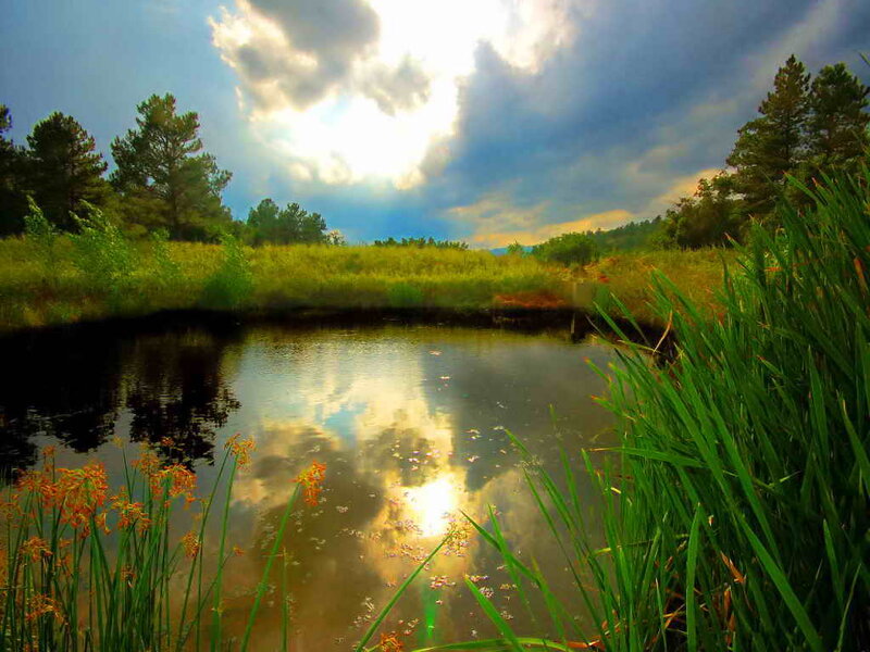 Pond with Reeds and Trees — Green, Dramatic