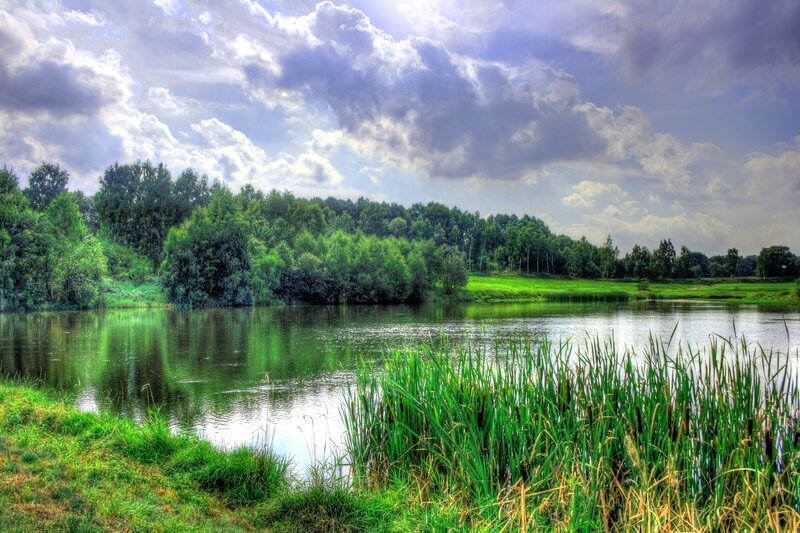 Pond with Reeds and Trees — Green, Serene, Afternoon, Photograph, Sky