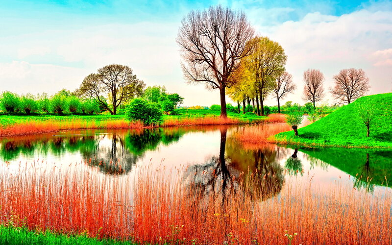 Pond with Reeds and Trees — Green, Serene, Spring, Photograph, Hill
