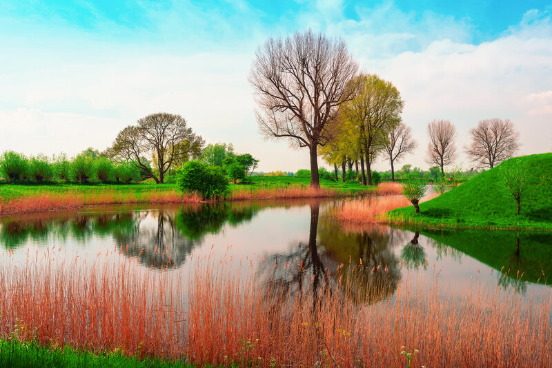 Pond with Reeds and Trees — Green, Serene, Spring