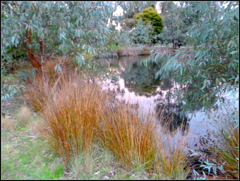 Pond with Reeds and Trees — Green, Serene
