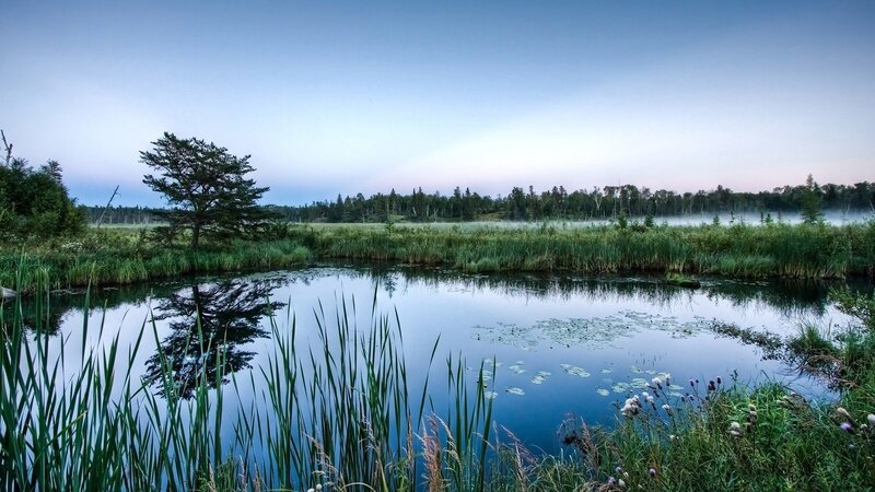Pond with Reeds and Trees — Morning