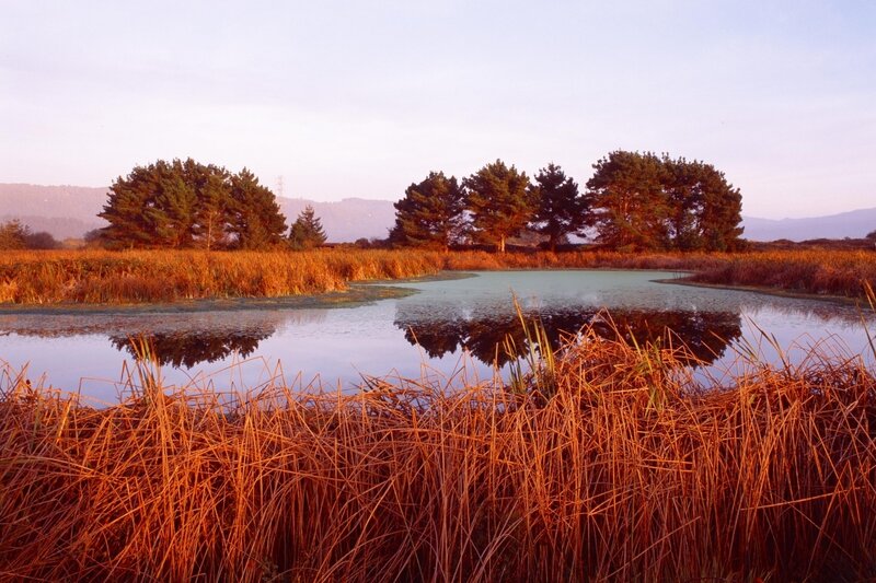 Pond with Reeds and Trees — Orange