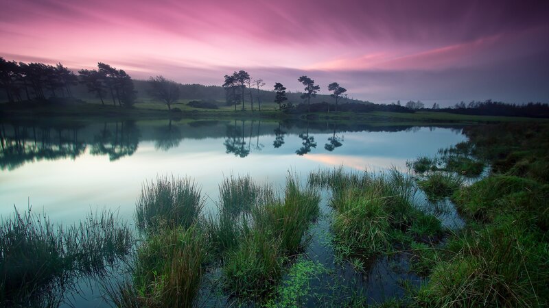 Pond with Reeds and Trees — Pink