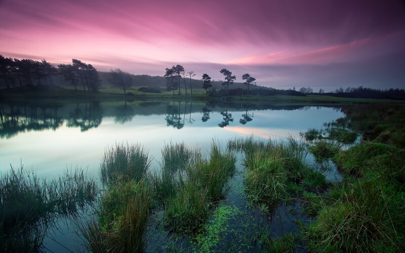 Pond with Reeds and Trees — Purple, Serene