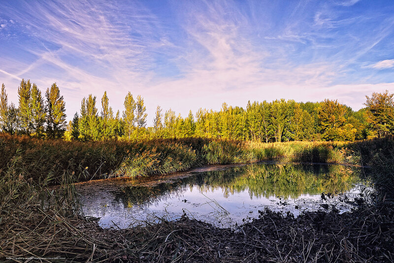 Pond with reeds and trees