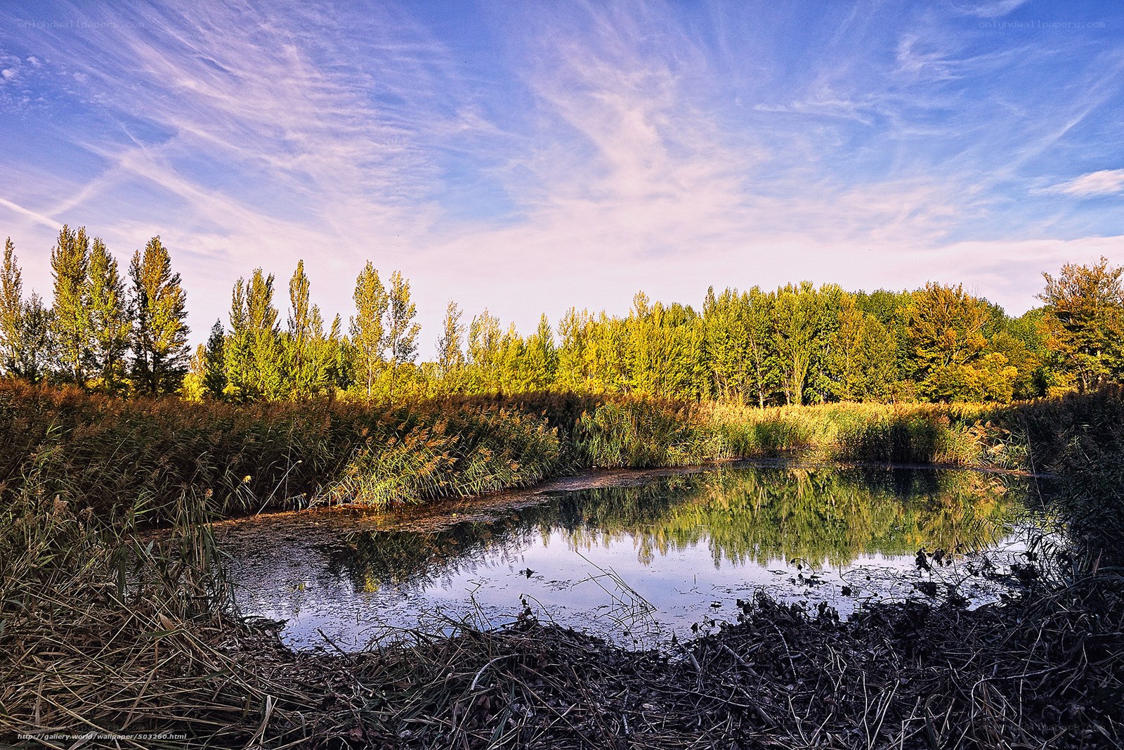 Pond with reeds and trees