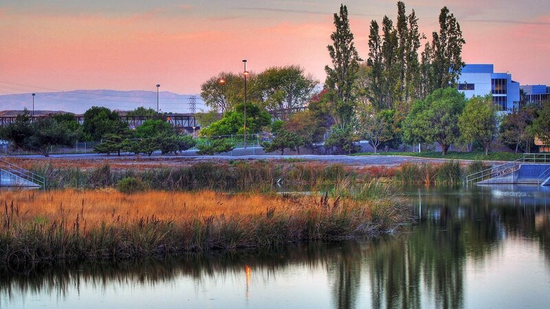 Pond with Reeds at Dusk — Pink