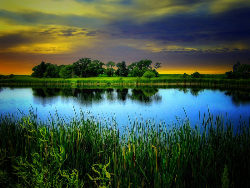 Pond with Reeds — Blue