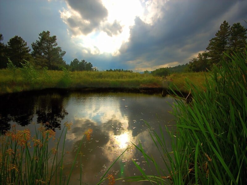 Pond with Reeds — Green, Dramatic, Afternoon