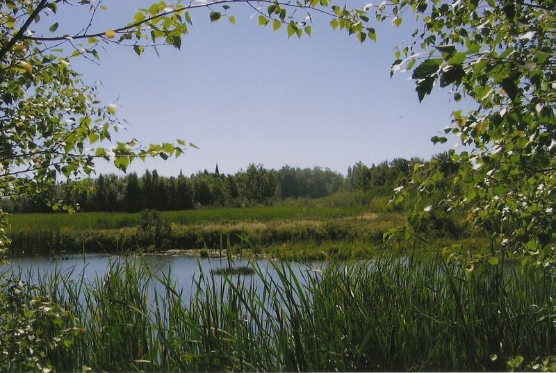Pond with Reeds — Green, Serene