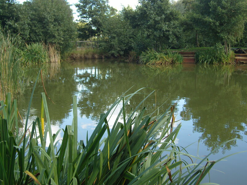Pond with Reeds — Green
