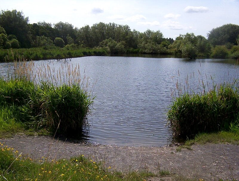 Pond with Reeds