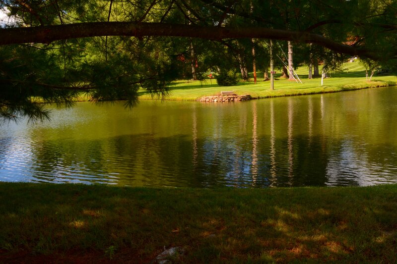 Pond with Tree Branch
