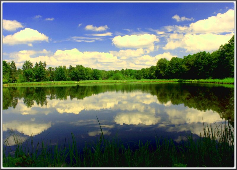 Pond with Tree Reflection — Blue, Serene