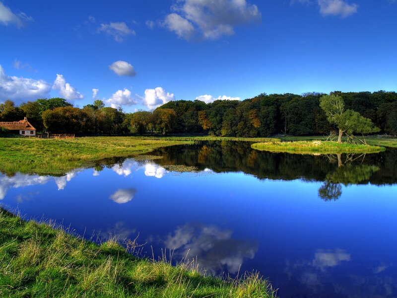 Pond with Tree Reflection — Blue