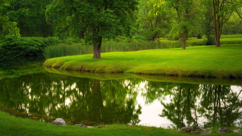 Pond with Tree Reflection — Green, Serene, Afternoon