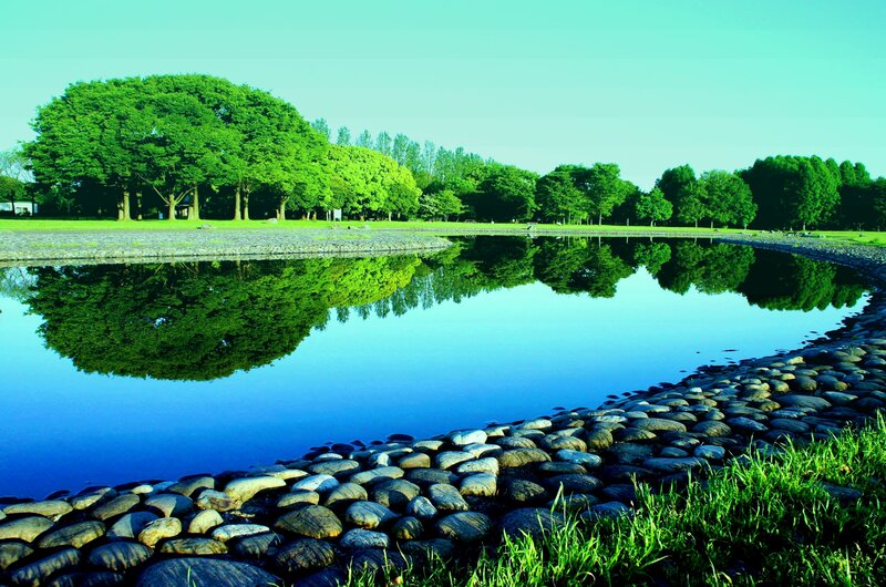 Pond with Tree Reflection — Green, Serene
