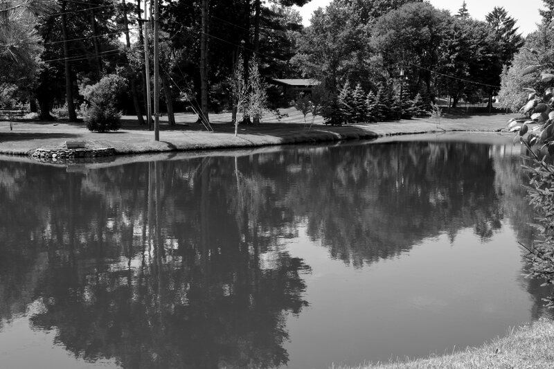 Pond with Tree Reflections — Black, Serene, Afternoon