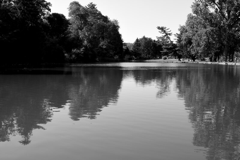 Pond with Tree Reflections — Black, Serene