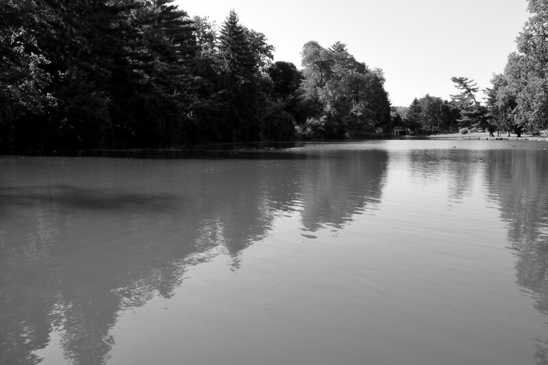 Pond with Tree Reflections — Black