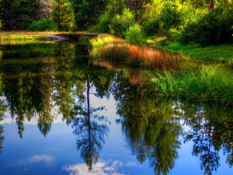 Pond with Tree Reflections — Blue, Serene, Afternoon