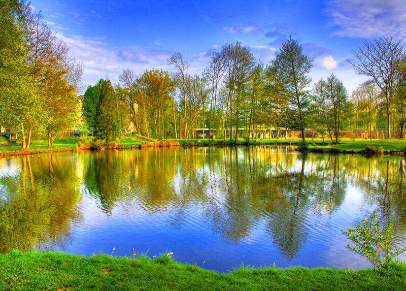 Pond with Tree Reflections — Blue, Serene