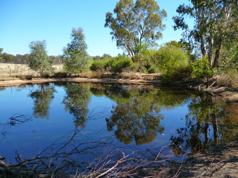 Pond with Tree Reflections — Blue