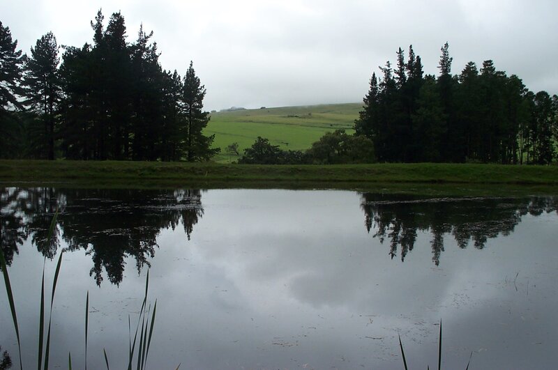 Pond with Tree Reflections — Green, Calm