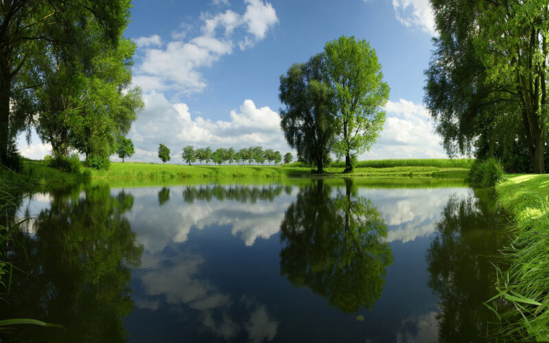 Pond with Tree Reflections — Green, Serene, Afternoon, Photograph
