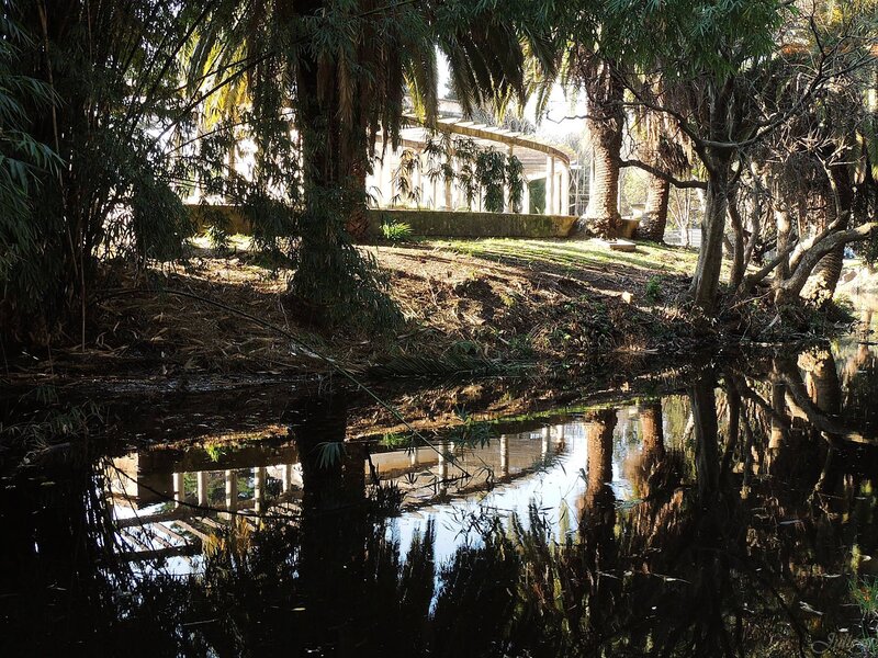 Pond with Tree Reflections — Green, Serene, Afternoon, Photograph, Trees, Building