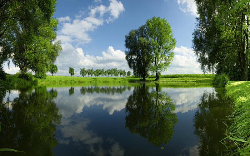 Pond with Tree Reflections — Green, Serene, Afternoon