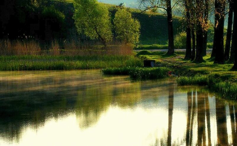 Pond with Tree Reflections — Green, Serene, Morning