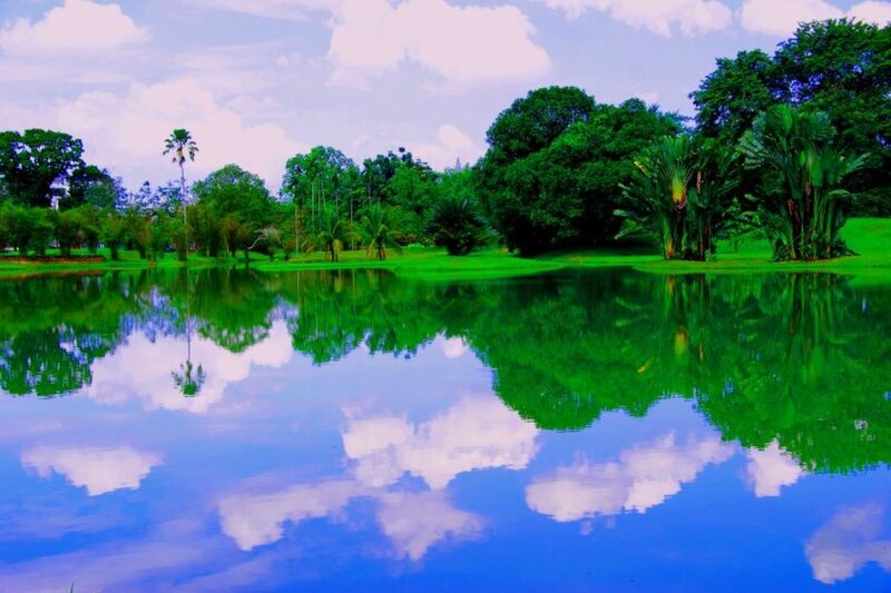 Pond with Tree Reflections — Green