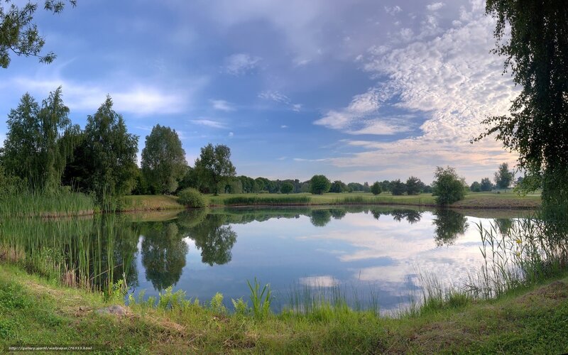 Pond with tree reflections