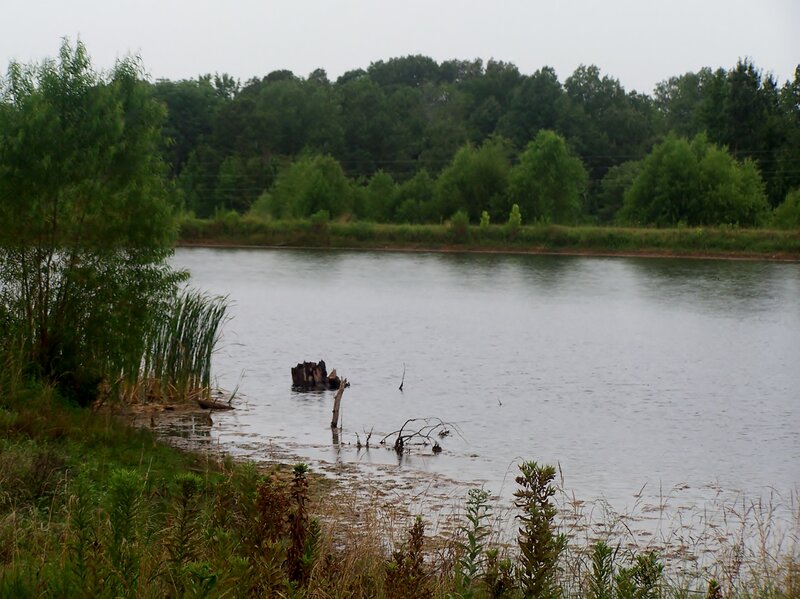 Pond with Tree Stump