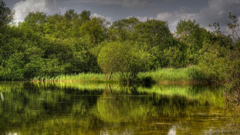 Pond with Trees and Reeds
