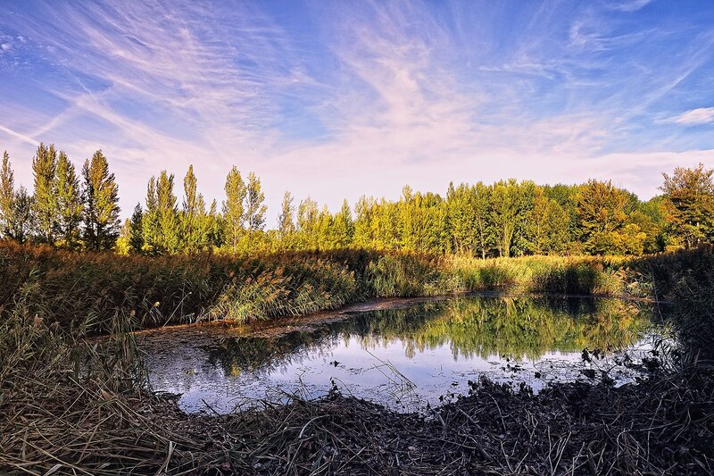 Pond with trees and sky