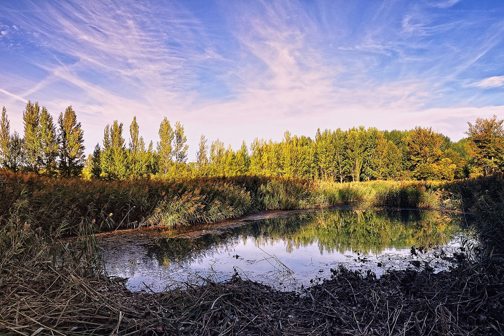 Pond with trees and sky