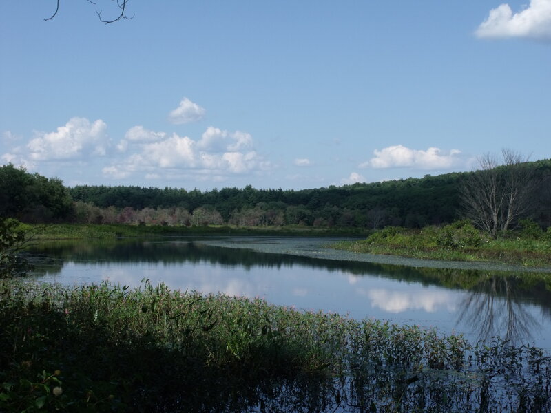 Pond with Trees — Blue, Serene