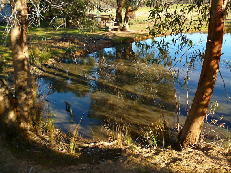 Pond with Trees — Blue